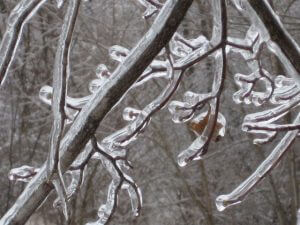 Frozen tree branches in Indiana