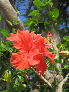 A tropical red hibiscus 