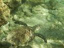 Key West Loggerhead Sea Turtle