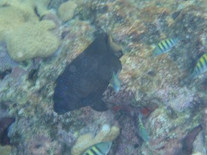 Blue tang and sergeant majors at the reef in Key West