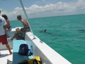 People dolphin watching onboard a Fury boat in Key West