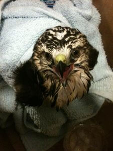 A hawk the Fury crew rescued from the ocean