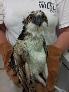 Osprey rescued by Fury Water Adventures crew