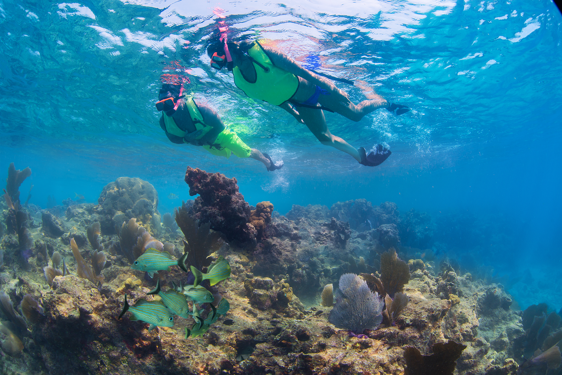 an underwater view of the ocean, the reef and various marine life and above it, a couple swimming with snorkel gear viewing the ocean reef