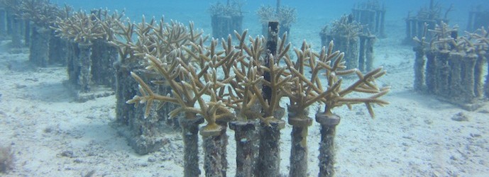 Corals in Key West