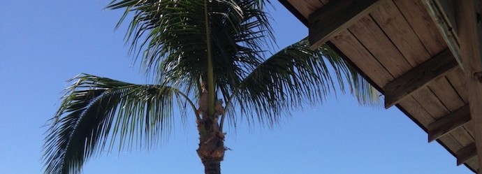 view of a palm tree and roof in Key West