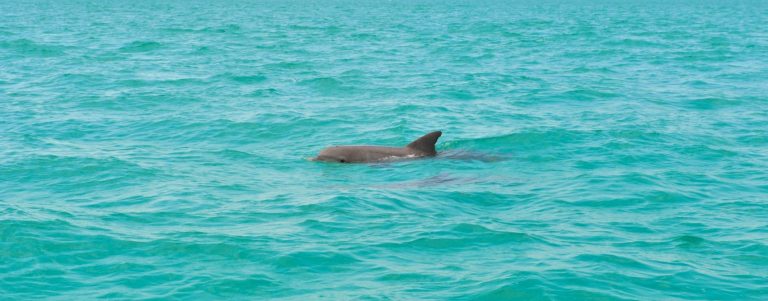 Dolphin off the coast of Key West