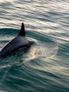 key west dolphin