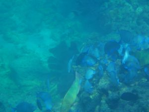 A school of blue tang swimming alongside a parrotfish in Key West's reefs