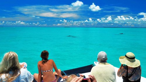 Image of people watching dolphins in Key West