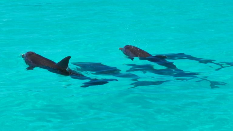 Image of dolphins in Key West
