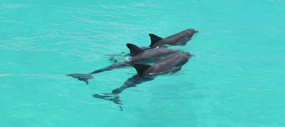 Dolphin Watch Sunset Key West