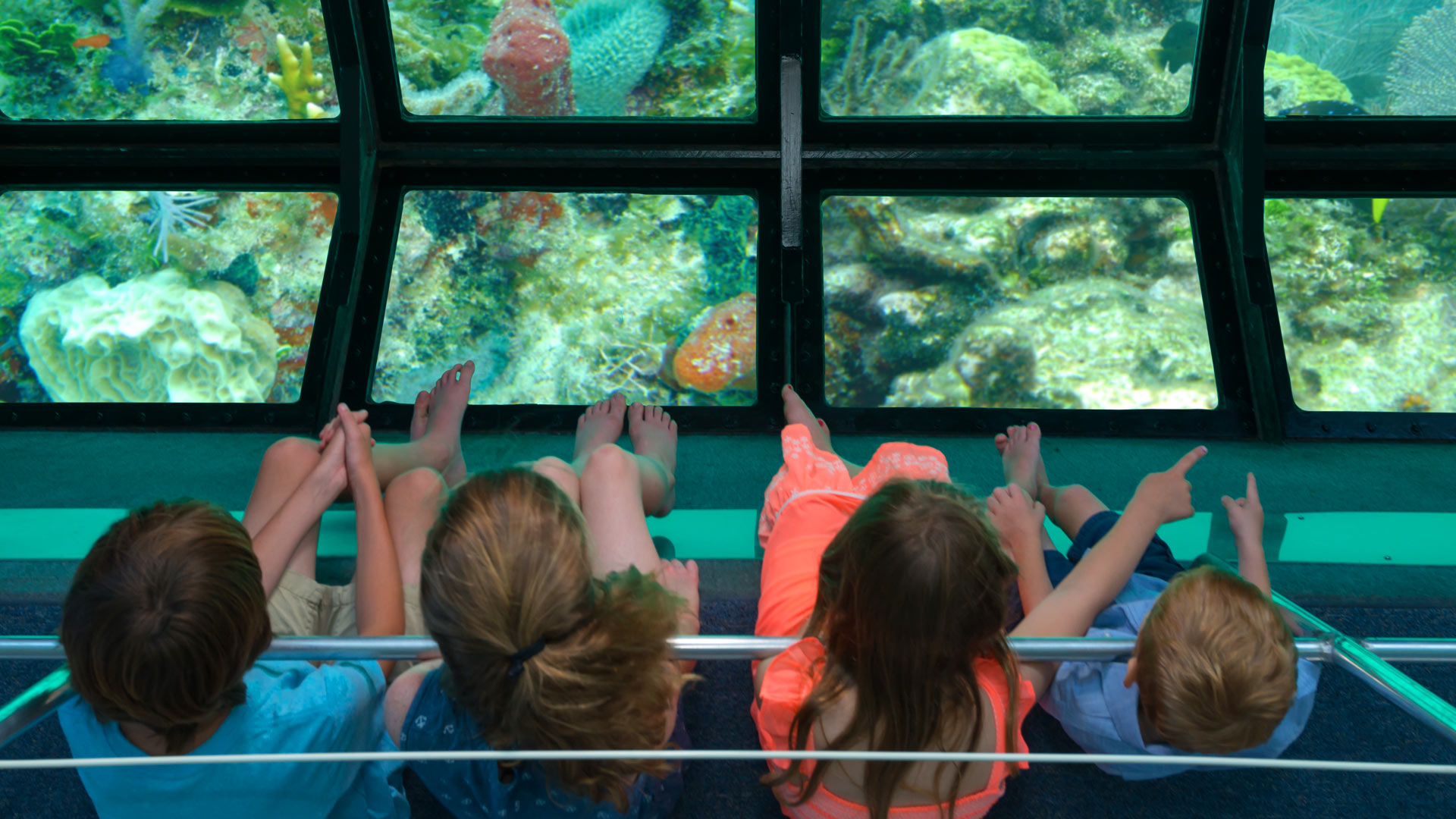 Image of people viewing the coral reef on a Glass Bottom Boat Tour