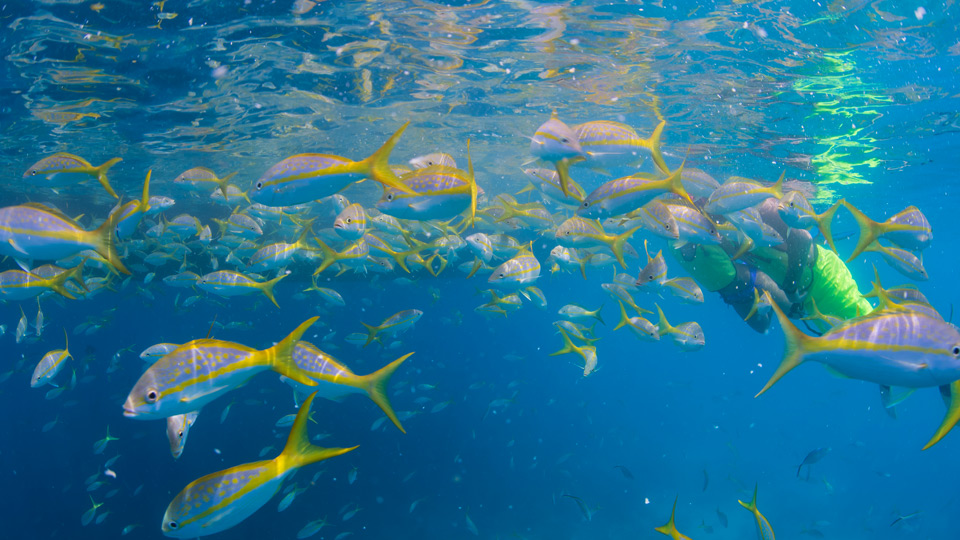 Diver swimming through a school of fish in Key West