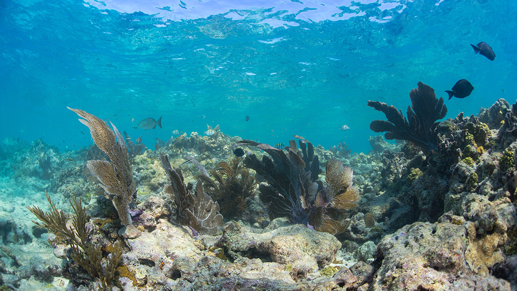Key West Reef