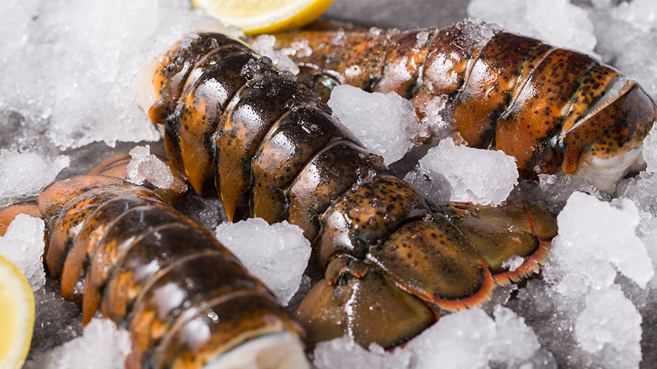 Three lobsters on ice with lime for purchase during lobster season in March