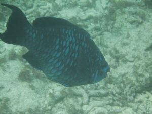 A blue parrotfish swimming in Key West waters
