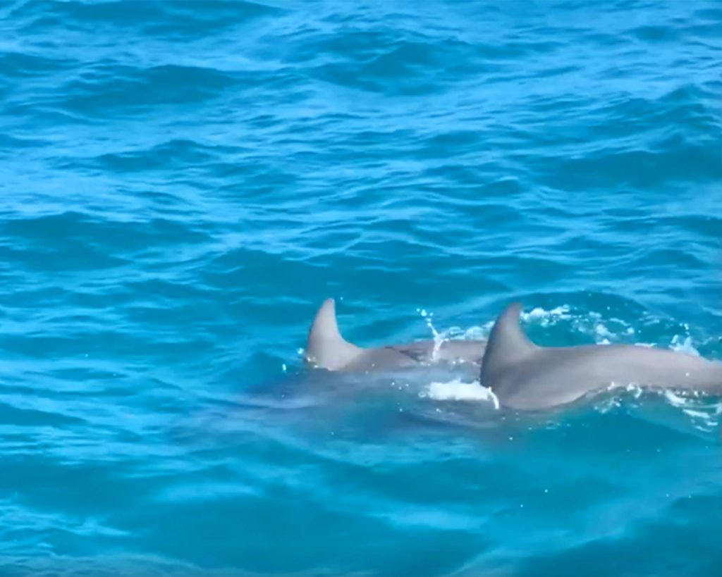 Safe and Sound Baby dolphin