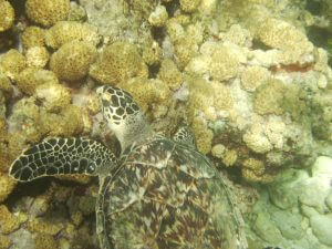 Sea turtle swimming by a reef