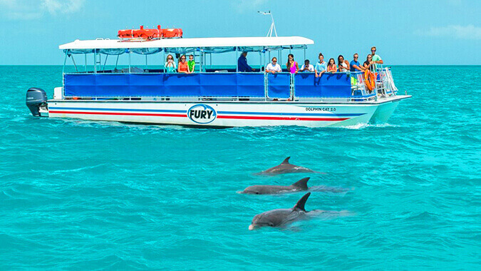 Fury catamaran out on the ocean carrying guests who are standing on deck and looking at water where three dolphins are swimming.