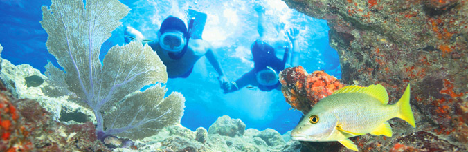 Something to do in key west is snorkeling with fish